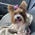 Mt. Nittany Veterinary Hospital