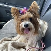 Mt. Nittany Veterinary Hospital ico