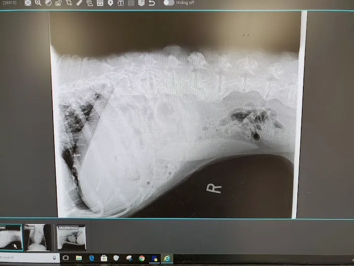 Metzger Animal Hospital: Mannino Shelly DVM Picture 3
