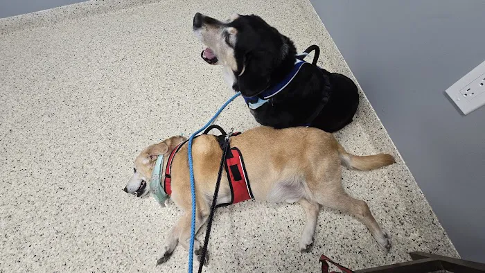 Metzger Animal Hospital: Mannino Shelly DVM Picture 6