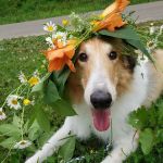 Metzger Animal Hospital: Mannino Shelly DVM