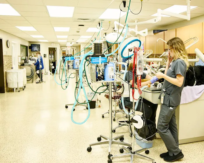 VCA Metzger Animal Hospital Picture 6