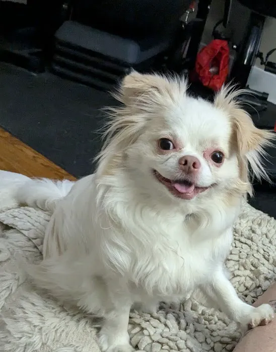 VCA Metzger Animal Hospital Picture 7