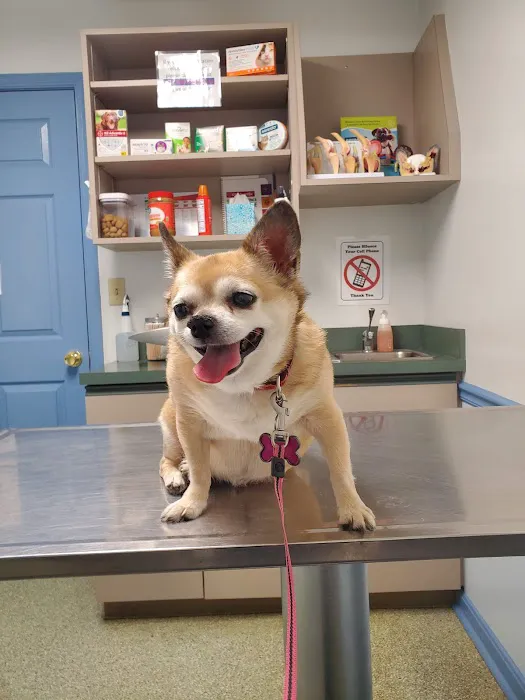 Shippensburg Animal Hospital Picture 3