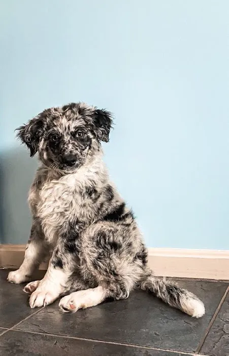 PetVet Vaccination Clinic Picture 3