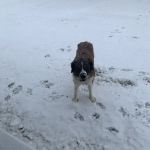 PetVet Vaccination Clinic