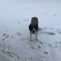 PetVet Vaccination Clinic ico