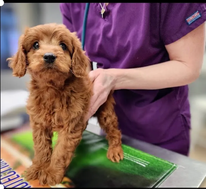 Kingdom Veterinary Hospital Picture 8