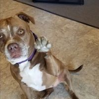 Mountain View Veterinary Services ico
