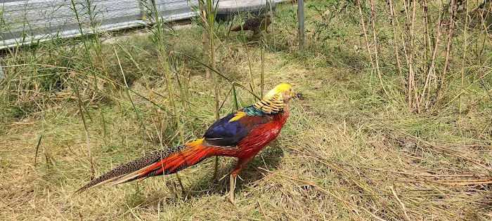 MR. Blue Skies Game Bird And Poultry Picture 2