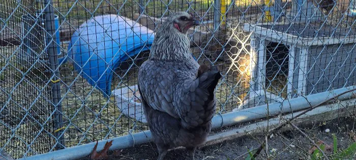 MR. Blue Skies Game Bird And Poultry Picture 1