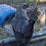 MR. Blue Skies Game Bird And Poultry