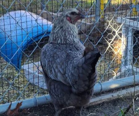 MR. Blue Skies Game Bird And Poultry