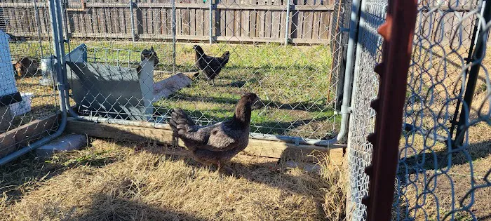 MR. Blue Skies Game Bird And Poultry Picture 7