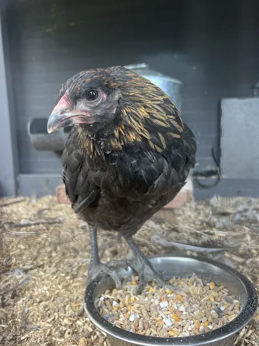 MR. Blue Skies Game Bird And Poultry Picture 4