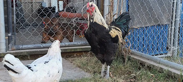 MR. Blue Skies Game Bird And Poultry Picture 8
