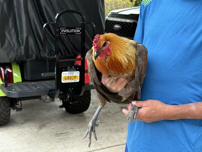 MR. Blue Skies Game Bird And Poultry Picture 5