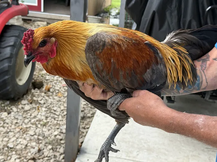 MR. Blue Skies Game Bird And Poultry Picture 10