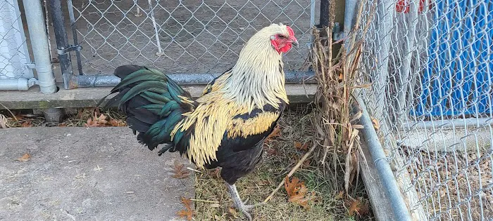 MR. Blue Skies Game Bird And Poultry Picture 9