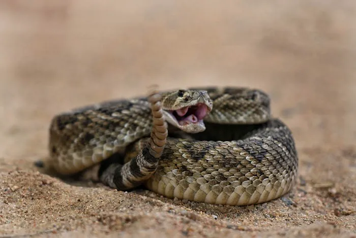 Hatari Reptiles Picture 7