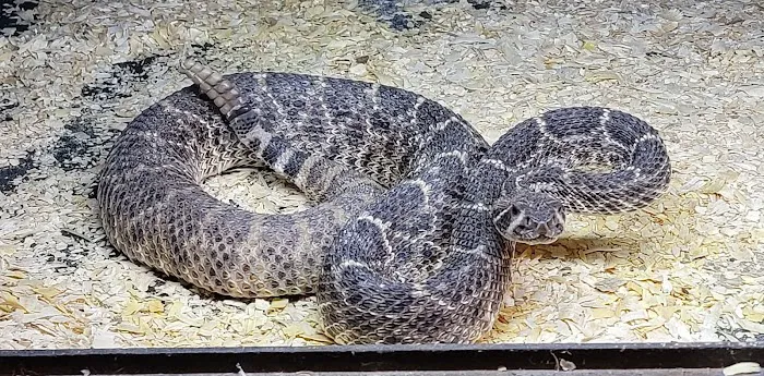 Hatari Reptiles Picture 1