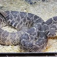 Hatari Reptiles ico
