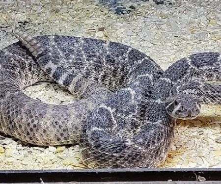 Hatari Reptiles