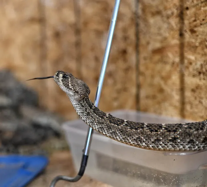 Hatari Reptiles Picture 5