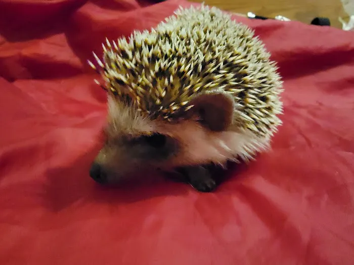 Hatari Reptiles Picture 2