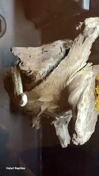 Hatari Reptiles Picture 10