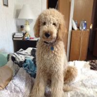 Pine Creek Veterinary Associates ico