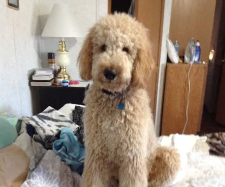 Pine Creek Veterinary Associates
