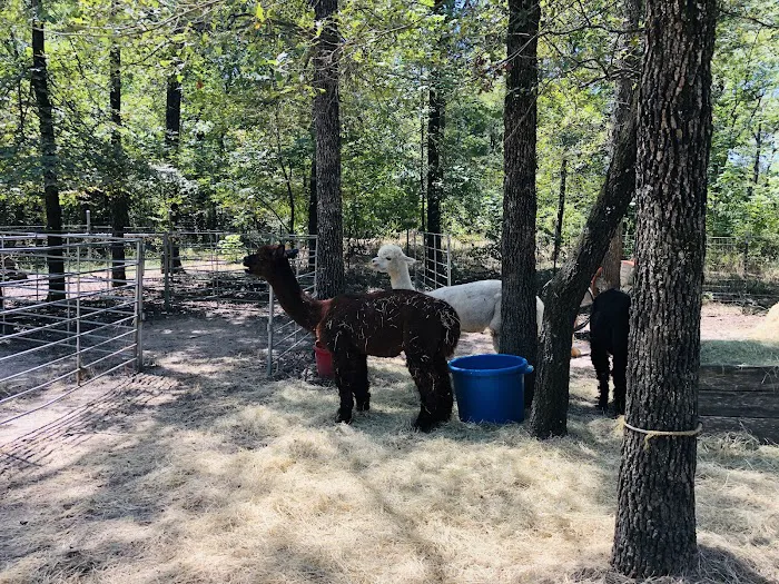 Timber Lodge Alpacas Picture 3