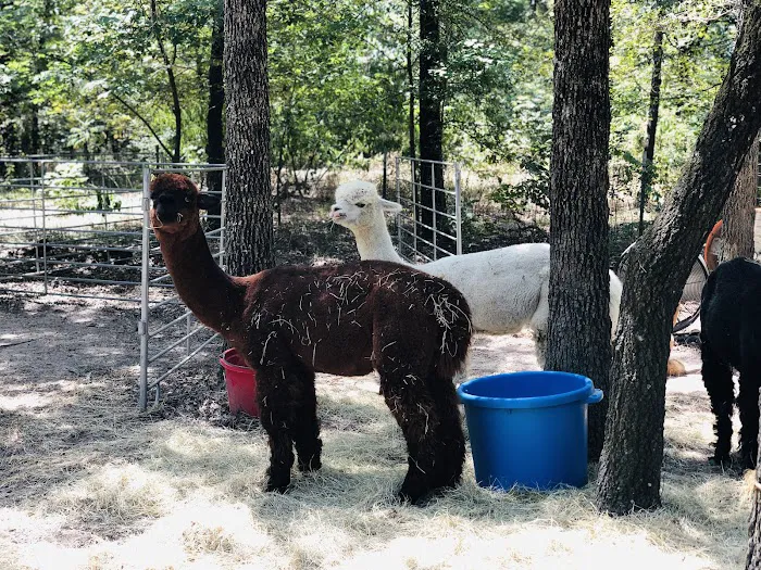 Timber Lodge Alpacas Picture 4