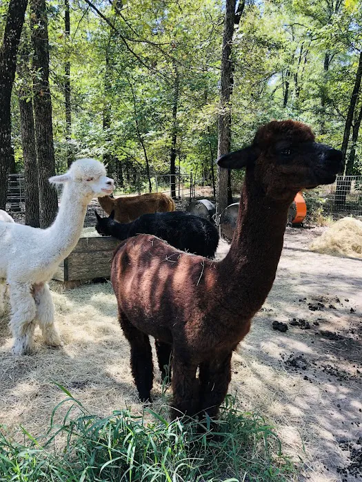 Timber Lodge Alpacas Picture 6