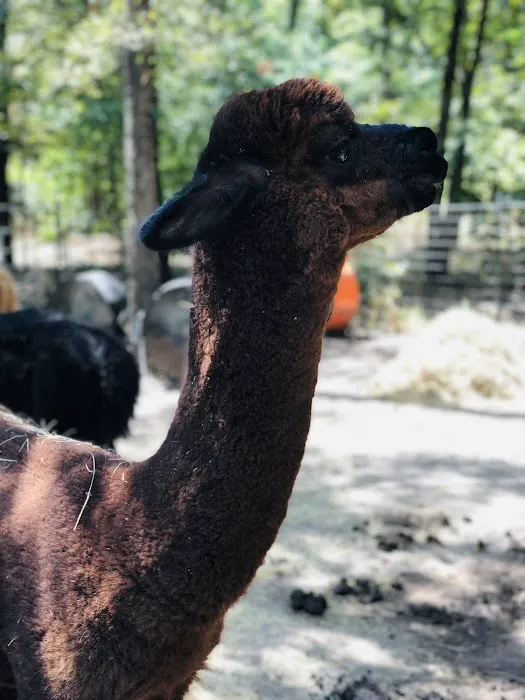 Timber Lodge Alpacas Picture 1