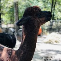 Timber Lodge Alpacas ico
