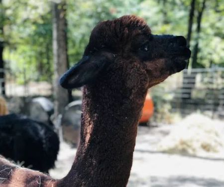 Timber Lodge Alpacas