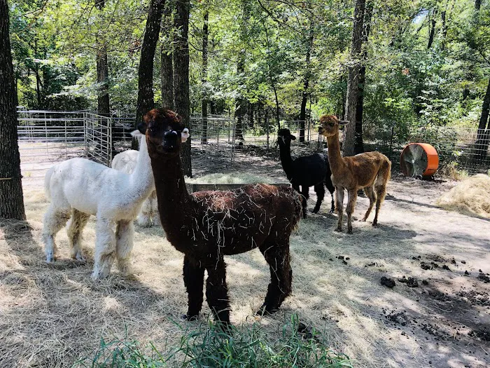 Timber Lodge Alpacas Picture 7