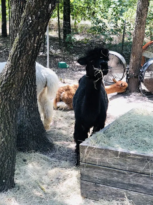 Timber Lodge Alpacas Picture 5