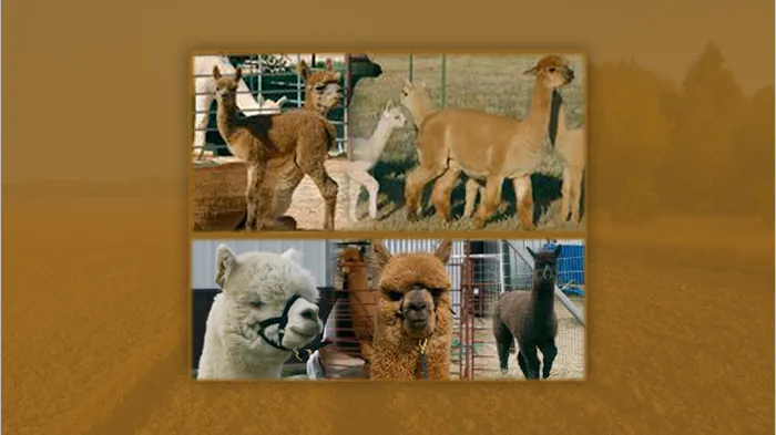 Timber Lodge Alpacas Picture 10
