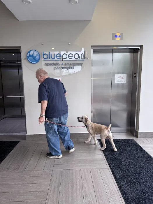 BluePearl Pet Hospital Picture 3