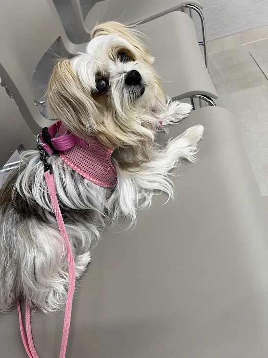 BluePearl Pet Hospital Picture 5