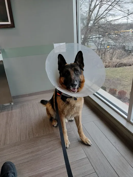 BluePearl Pet Hospital Picture 6