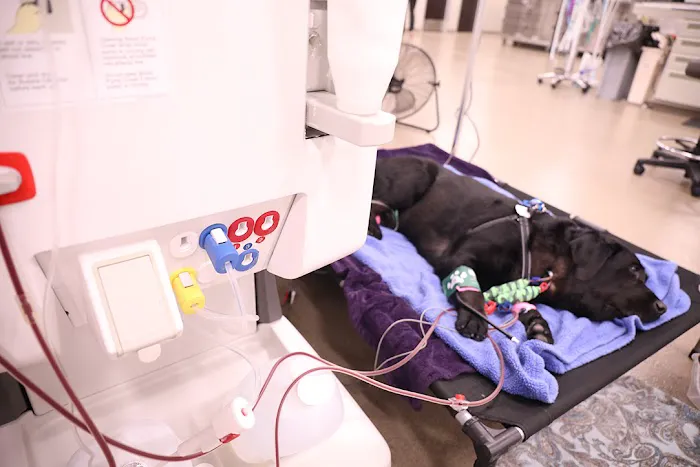 BluePearl Pet Hospital Picture 9