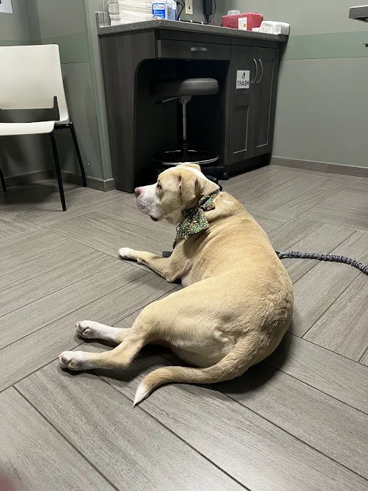 BluePearl Pet Hospital Picture 7