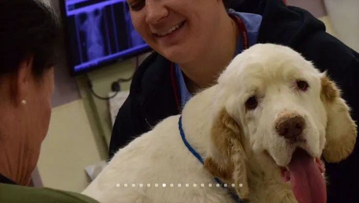 Oradell Animal Hospital - Paramus Picture 6