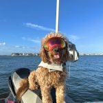 Farview Animal Clinic Paramus