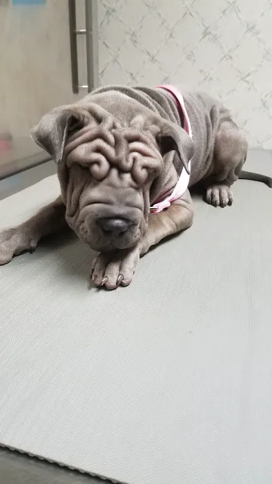 Farview Animal Clinic- Paramus Dr Mosaad Picture 4