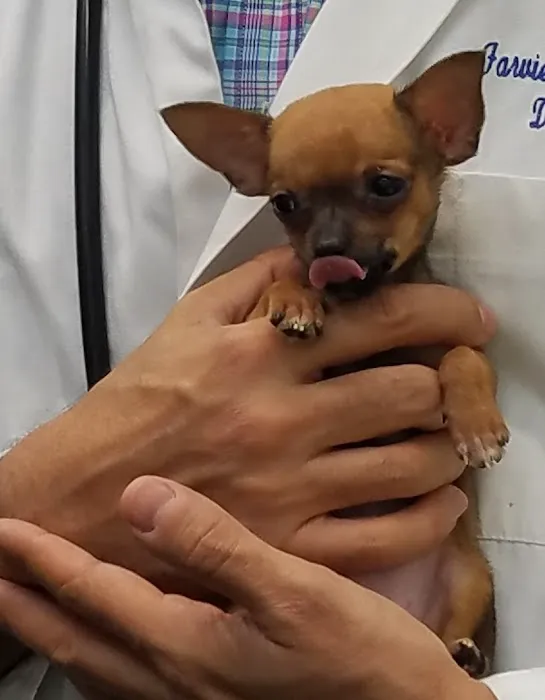 Farview Animal Clinic- Paramus Dr Mosaad Picture 6